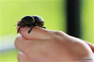 It''s a life without wings for Addo''s dung beetles