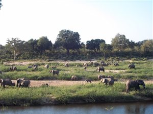Kids in Kruger