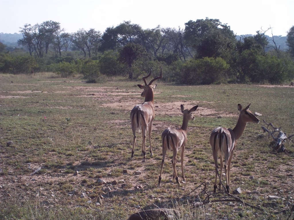 Impalas