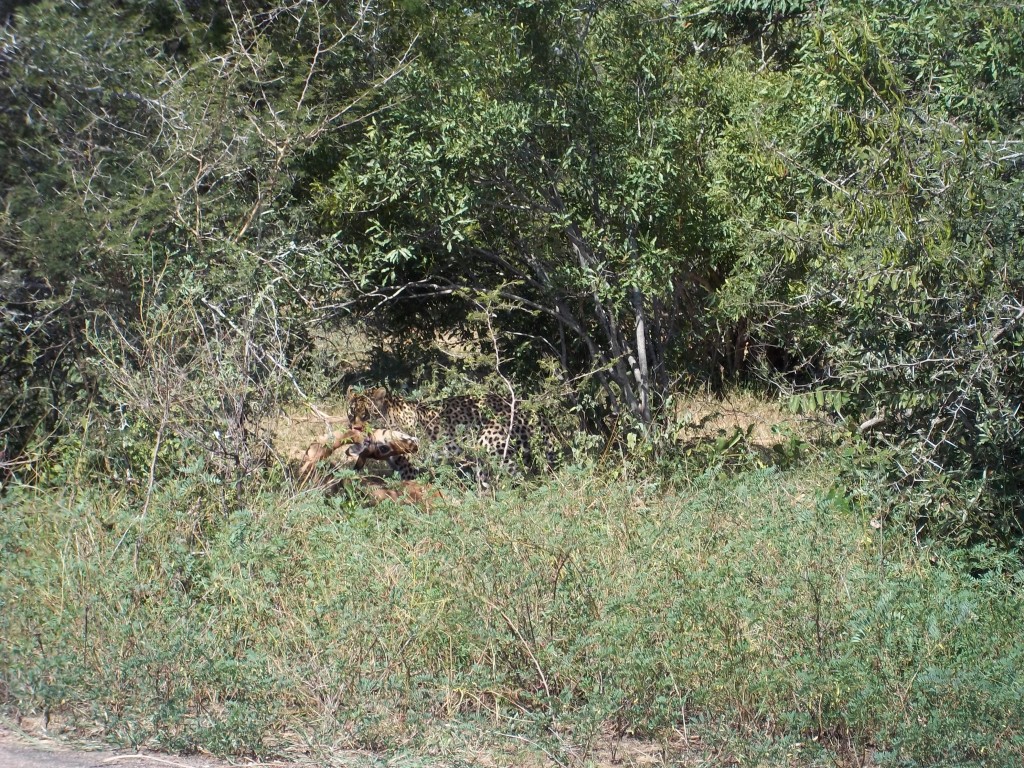 Leopard Kill - look closer!