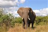 Kruger Park Safari Images