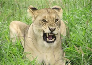 Lions released at uMkhuze