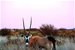 Locals'' Guide to COLESBERG