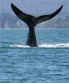 Locals'' Guide to HERMANUS
