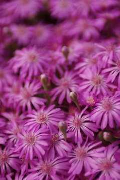 Northern Cape Wildflowers Spring 2012 Video