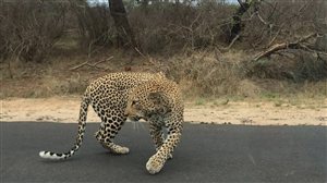 On the Road with Ren ... in Kruger
