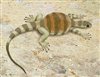 On the trail of ancient tortoises in the Karoo