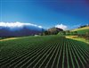 Picnic in the Winelands