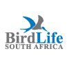 Poor Bustard