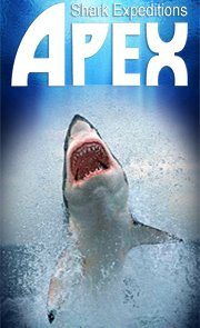 Predating sharks, clever seals and breaching whales all in one day