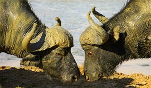 Pumba Ranger Diary and Wildlife Images 23 August 2010