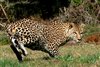 Pumba Ranger Diary and Wildlife Photographs - 1 August 2012