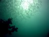 Sardine Run Video