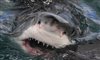 Sharks, up close and personal!