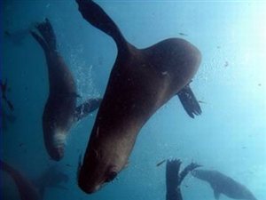 Snorkeling with Seals in Hout Bay