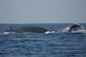 Southbroom welcomes the whales and waits for the sardines