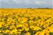 Springtime in the Cape
