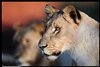 The Big Cats, your Camera and Tuningi Safari Lodge