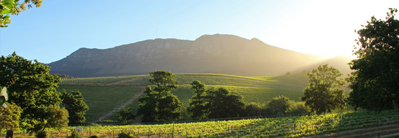 GrootConstantia
