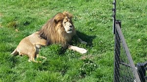 The Johannesburg Zoo Trot