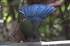 The Knysna Loerie