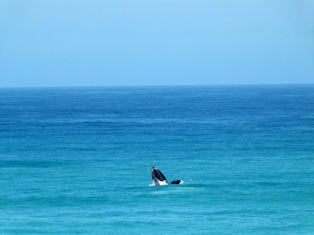 The Overberg Whale Trail