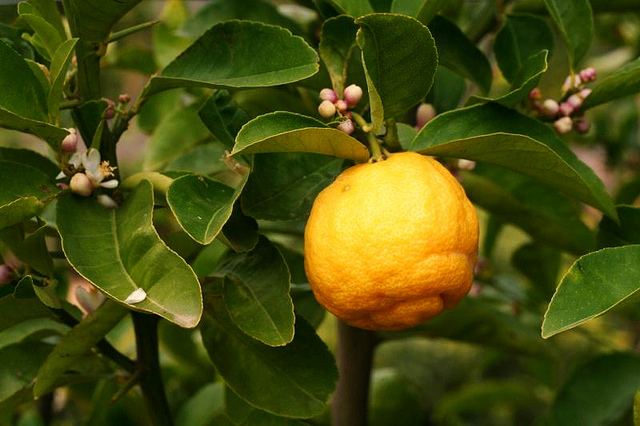 The seasons at Babylonstoren