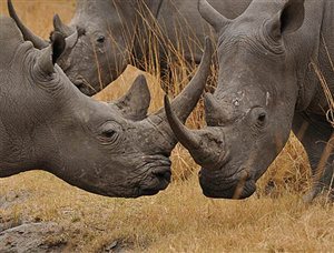 Things you didn''t know about rhinos