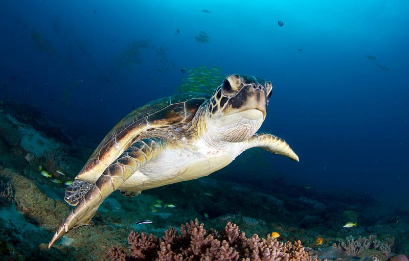 Turtling in iSimangaliso