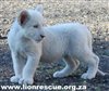 Urgent Appeal for Water for Rescued Lion Sanctuary
