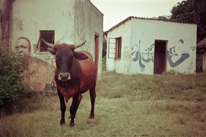 When a Cows Falls in the Transkei