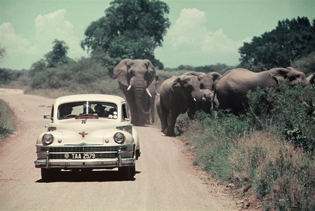 GAME VIEWING IN THE 1950''S by CECIL HOLMES © SANparks archives