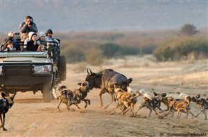 Wild dogs and wildebeest at Madikwe