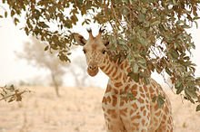 Wildlife Wednesday -  African Even-toed Ungulate Mammal