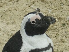 Wildlife Wednesday - African Penguin