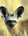 Wildlife Wednesday - Bat-eared fox