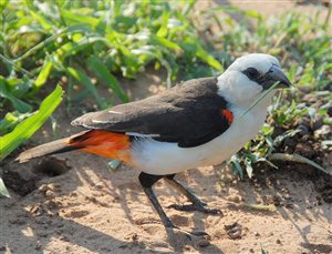 Wildlife Wednesday - Buffalo Weaver