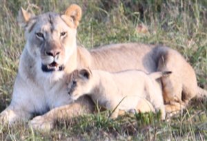 Wildlife Wednesday - First wild lion cubs born in Southern Cape in 150 years