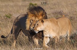Wildlife Wednesday - Gondwana''s Lions, beauty, not beast
