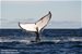Wildlife Wednesday - Humpback whales in False Bay