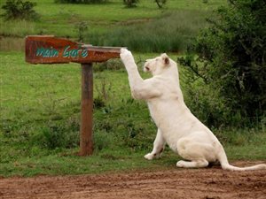 Wildlife Wednesday - Ranger Diary and Wildlife Pics from Pumba
