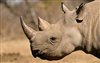 Wildlife Wednesday - Small girl writes to Zuma on behalf of rhinos