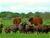Wildlife Wednesday - South Africa Wildlife and Conservation