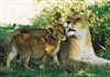 Wildlife Wednesday - South Africa''s 7 wild cat species