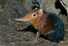 Wildlife Wednesday - South Africa''s Little 5