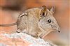 Wildlife Wednesday - The Cape Elephant Shrew