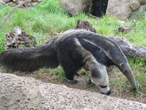 Wildlife Wednesday: Aardvark V Anteater