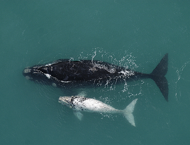 Winter with the Whales at De Hoop